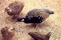 Partridges & Quails